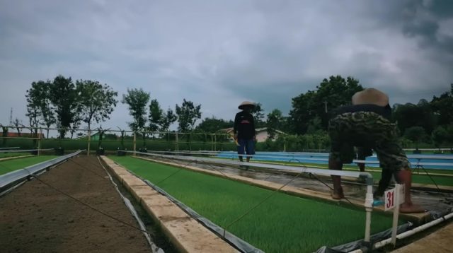 sawah kecil di halaman rumah warga