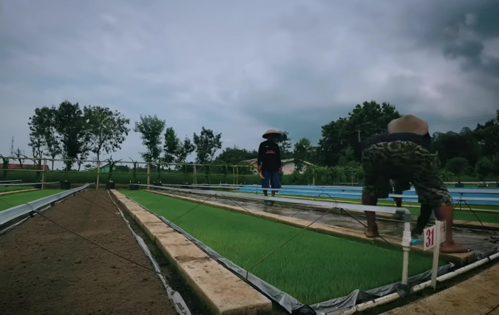sawah kecil di halaman rumah warga