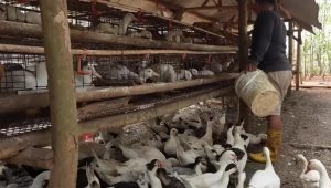 Seseorang sedang memberi makan ayam petelur di kandang