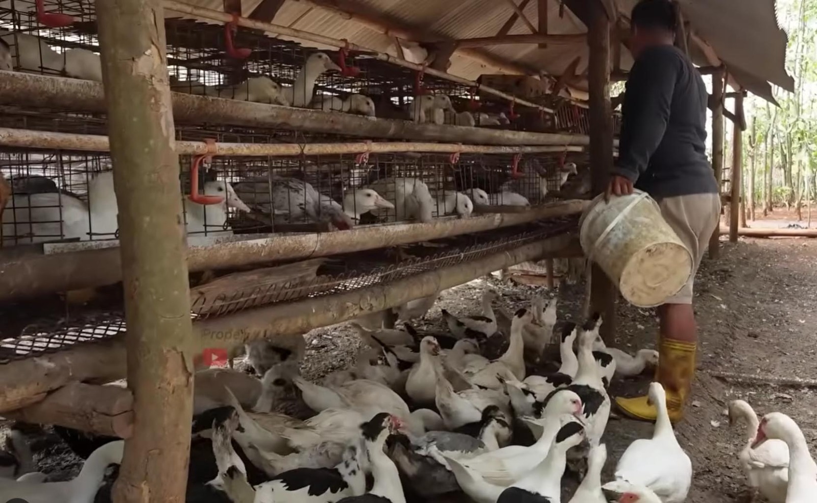 Seseorang sedang memberi makan ayam petelur di kandang